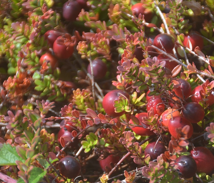 cranberries in bog 